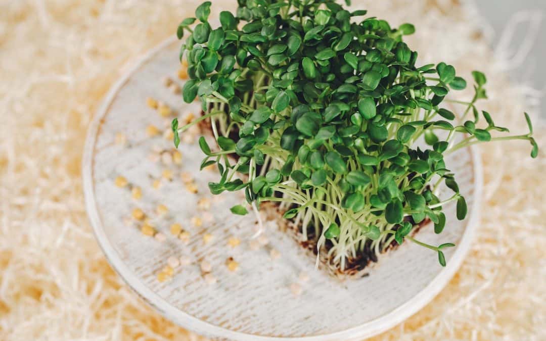 Guide to Long Island Microgreens