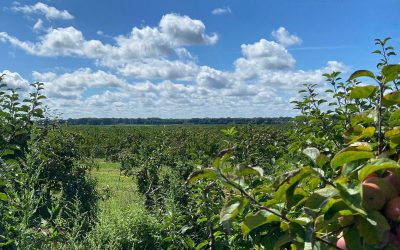 Long Island Apple Picking