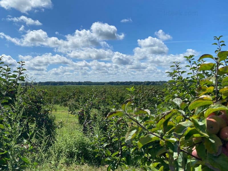 Long Island Apple Picking