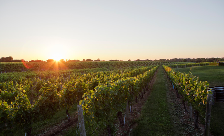 image 2025 05 05 133558607 768x469