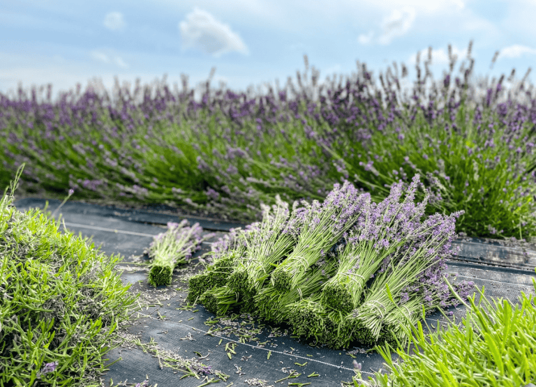 image 2025 05 18 093512262 768x555