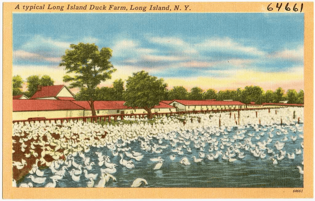 Long Island Duck Farms